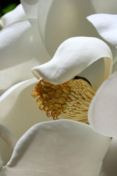 Le parfum des fleurs blanches : méfiez-vous des apparences